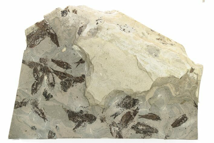 Unprepped Fossil Fish Mortality Plate - Wyoming #257182